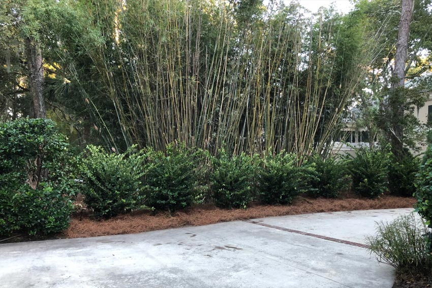 Landscape Maintenance Hilton Head